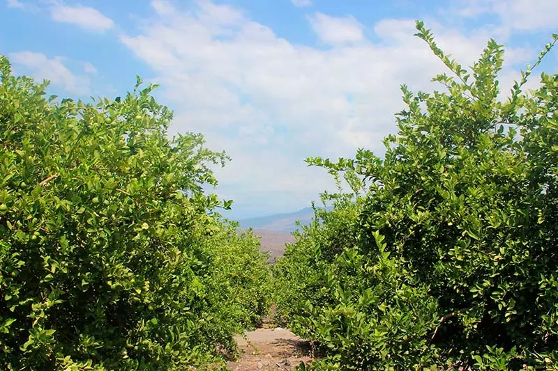 Huerta de límon