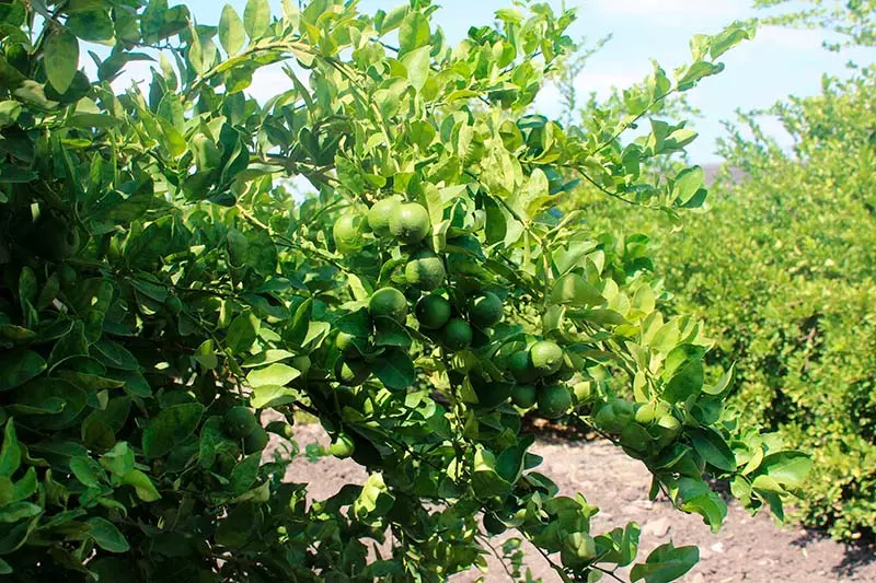 Arboles de límon